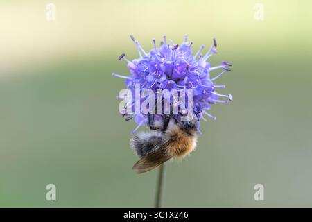 Un'ape cardante comune (Bombus pascuorum) che si estende su un fiore di malva di un po' scabiosa del diavolo (Succisa pratensis) in autunno, Inghilterra, Regno Unito Foto Stock