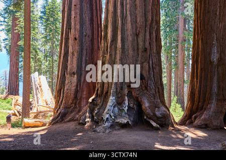 Giganteschi tronchi di sequoia che torreggiano nella foresta illuminata dal sole con Person for Scale Foto Stock