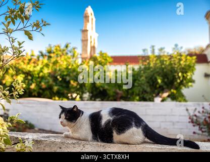 Gatto bianco e nero che riposa su un muro di pietra nel villaggio di Panormos sull'isola di Creta, in Grecia, con vegetazione mediterranea e architettura tradizionale nel Foto Stock