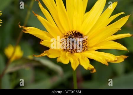 Un primo piano di un'ape che raccoglie polline da un fiore giallo vibrante, creando una miscela armoniosa di bellezza della natura e attività industriosa. Foto Stock