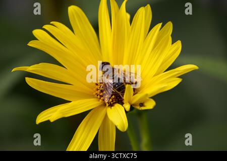 Un accattivante primo piano mostra un'ape di miele che raccoglie diligentemente nettare dai vivaci petali gialli di un fiore, mostrando la bellezza della natura. Foto Stock