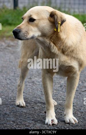 Un cane randagio abbronzato con un marchio auricolare giallo si erge su una strada asfaltata, con lo sguardo rivolto verso sinistra, mostrando un mix di vulnerabilità e resilienza. Foto Stock