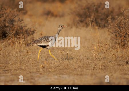 Femmina di korhaan nero settentrionale Afrotis afraoides anche otarda quillata bianca, uccello in Otididae ampiamente distribuito nell'Africa meridionale in grasslan aperto Foto Stock