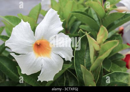Primo piano del fiore di Mandevilla bianca (Dipladenia) con gola giallo-arancio. Splendida vite tropicale sempreverde in un giardino. Foto Stock