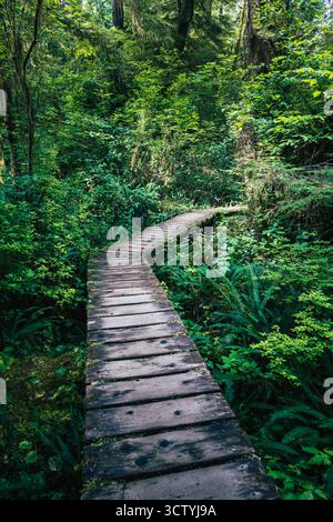 Un tortuoso sentiero in legno conduce attraverso una fitta e vibrante vegetazione in una tranquilla foresta, invitante esplorazione e connessione con la natura. Foto Stock