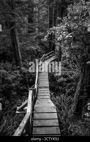 Un sentiero tortuoso in legno conduce attraverso una tranquilla foresta, circondata da vegetazione lussureggiante e alti alberi. La luce solare filtra attraverso le foglie, creando un pe Foto Stock
