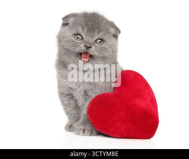 Sbadiglio britannico Shorthair Kitten accanto al cuscino a forma di cuore rosso Foto Stock