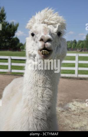 Una divertente foto ravvicinata di un curioso alpaca bianco dall'espressione stravagante, in una soleggiata fattoria all'aperto. Foto Stock