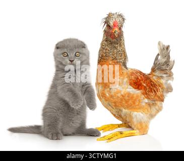 Adorabile gattino si siede sulle zampe posteriori, mentre un tranquillo pollo si trova nelle vicinanze su uno sfondo bianco. Foto Stock