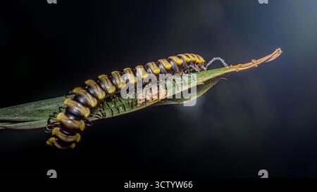 Millipede con corpo segmentato giallo e nero che scorre su una foglia verde, catturato in una vista macro dettagliata su uno sfondo scuro, evidenziando noc Foto Stock