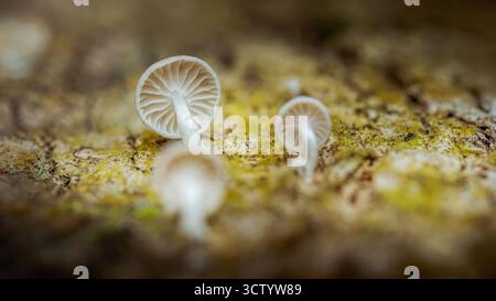 Vista macro ravvicinata di piccoli funghi bianchi con branchie visibili, che crescono su un tronco di bosco ondulato, mettendo in risalto i delicati dettagli della natura Foto Stock