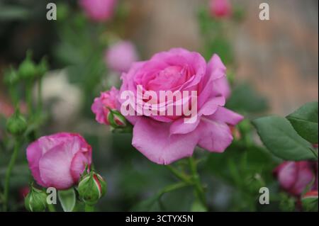 Rosa-viola rosa rosa inglese floribunda rose (Rosa) Claire Marshall fiorisce in una mostra a maggio Foto Stock