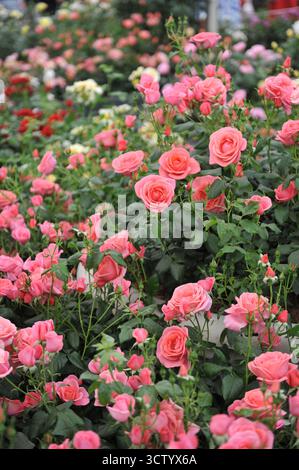 Rosa rosa inglese floribunda Rose (Rosa) la rosa di Catherine fiorisce in una mostra a maggio Foto Stock
