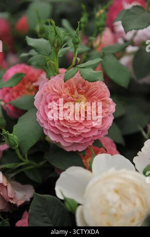 Rosa corallo con una rosa di arbusti inglesi (rosa) centro albicocca Emma Bridgewater fiorisce in una mostra a maggio Foto Stock