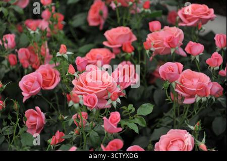 Rosa rosa inglese floribunda Rose (Rosa) la rosa di Catherine fiorisce in una mostra a maggio Foto Stock
