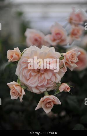 Rosa (rosa) rosa chiara la rosa della Fondazione Elton John AIDS fiorisce in una mostra a maggio Foto Stock