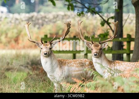 Due maschi (Bucks) daini (Dama dama), Leicestershire Inghilterra Regno Unito. Settembre 2025 Foto Stock