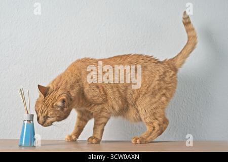 Simpatico gatto di zenzero che sembra curioso di deodorante per ambienti sul tavolo. Foto Stock