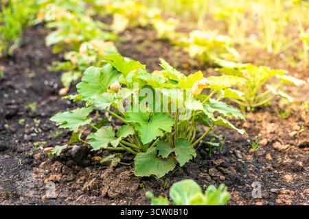 Le piante di zucchine verdi crescono in un letto da giardino. Il terreno è ricco e scuro, con foglie verdi brillanti e fiori gialli che emergono dalle piante. Foto Stock