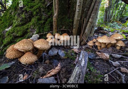 Gruppo Pholiota scalato Foto Stock