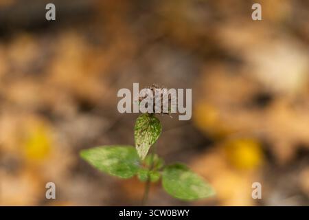 Trifoglio rosso essiccato (Trifolium pratense) in un prato autunnale soleggiato. Foto di alta qualità Foto Stock