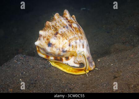 Il guscio dell'elmetto con corna si trova in tutto l'Indo-Pacifico, tra cui le barriere coralline e i fondali sabbiosi dell'Indonesia, Cassis cornuta, in genere abita lo shallo Foto Stock