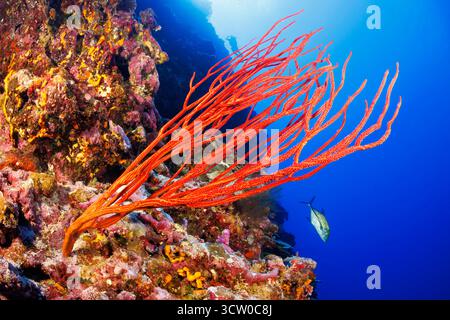 Una scena subacquea caratterizzata da un subacqueo sagomato sopra l'impressionante corallo a frusta rosso, Ellisella ceratophyta, su una barriera corallina tropicale a Yap, parte della F Foto Stock