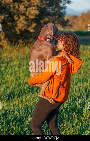 Momento emotivo. Una giovane donna sorridente tiene con amore il suo cane Weimaraner, che affettuosamente nuota il suo volto in un lussureggiante campo verde al tramonto Foto Stock