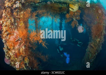 I subacquei (MR) esplorano il relitto Liberty incrostato di coralli a Tulamben, Bali, Indonesia, dove vibranti alberi di corallo e spugne si infrangono da un crollo Foto Stock