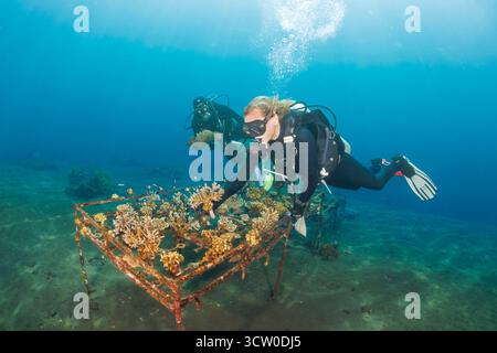 I subacquei dell'Alam Batu Resort, vicino a Tulamben, Bali, Indonesia, aggiungono coralli spezzati al loro vivaio dedicato. Fanno parte di un'iniziativa di ripristino della barriera corallina, questi Foto Stock