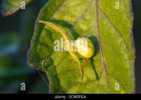 Ragno di granchio, Misumena vatia. Sussex, Regno Unito Foto Stock