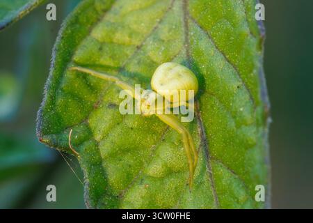 Ragno di granchio, Misumena vatia. Sussex, Regno Unito Foto Stock