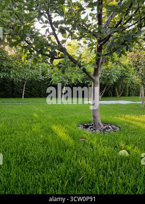Mela nel giardino. Piccolo cortile con erba verde e alberi giovani, una mela verde è caduta sull'erba. Foto Stock
