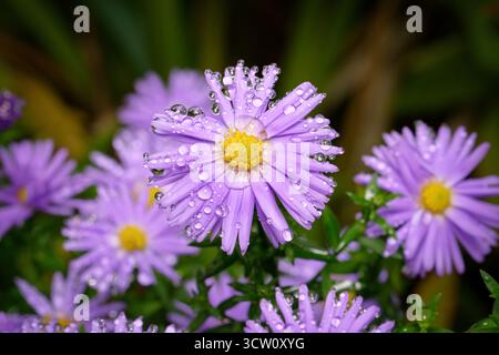Un primo piano di vivaci fiori di Aster Viola (Aster Dumosus), meticolosamente dettagliati con centinaia di gocce di pioggia o gocce di rugiada trasparenti. Natural Beauty e p. Foto Stock