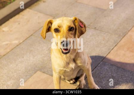 Shot del cane randagio con tag vaccinato e neutro Foto Stock
