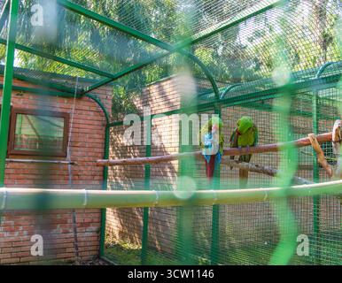 Colpo di Macaw militare nella voliera Foto Stock