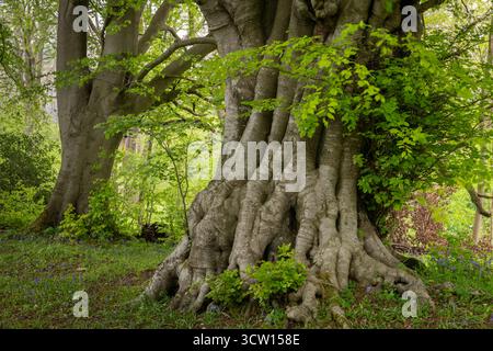 Antico faggio, che si pensa abbia più di 600 anni e il terzo più grande in Inghilterra, a Lineover Wood nel Cotswolds, Gloucestershire, Inghilterra. Foto Stock