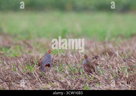 Pantalone comune (Perdix perdix) foraggiamento maschile e femminile nel campo di stoppia nei terreni agricoli, Assia, Germania Foto Stock