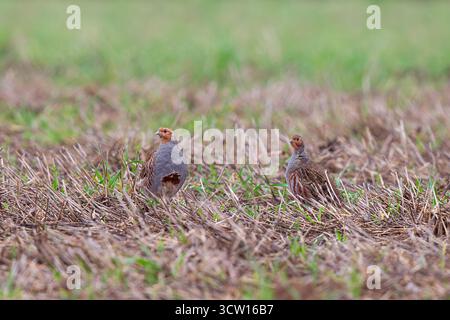 Pantalone comune (Perdix perdix) foraggiamento maschile e femminile nel campo di stoppia nei terreni agricoli, Assia, Germania Foto Stock