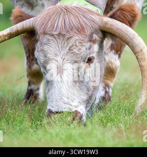 Vista ravvicinata di una lunga mucca corna che pascolava in un parco pubblico. Foto Stock