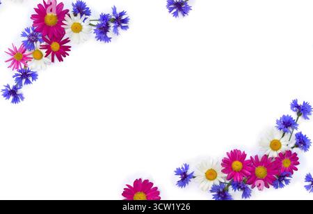 Cornice di fiori camomilla bianca e rosa e fiori di mais blu su sfondo bianco con spazio per il testo. Vista dall'alto, disposizione piatta Foto Stock