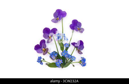 Fiori viola tricolore ( pansy ) e fiori selvatici blu dimentica-me-nots su sfondo bianco con spazio per il testo. Vista dall'alto, disposizione piatta Foto Stock