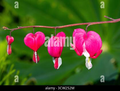 Introdotti dalla Cina più di duecento anni fa, i delicati fiori a forma di cuore li hanno resi popolari tra i giardinieri. Sono un popolare fiore primaverile Foto Stock