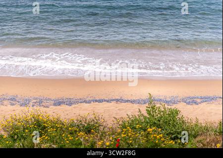 Le onde calme incontrano sabbia dorata e fiori selvatici costieri su una tranquilla spiaggia mediterranea in Sardegna, Italia, una tranquilla zona balneare Foto Stock