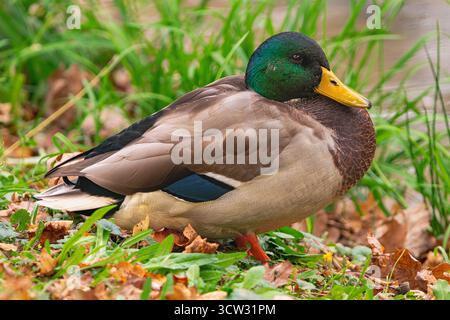 Anatra selvatica maschile (Anas platyrhynchos), in piedi sulle foglie autunnali sulla riva di un fiume Foto Stock