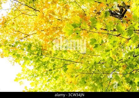 Foglie dell'acero da zucchero, Acer saccharum, che cambia colore in autunno. Primo piano del fogliame autunnale di foglie d'acero viste dal basso. Foto Stock