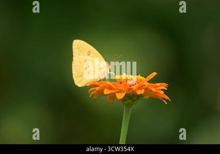 Brillante farfalla di zolfo gialla, femminile, senza nuvole, che riceve nettare da un fiore di Zinnia arancione, con sfondo verde Foto Stock