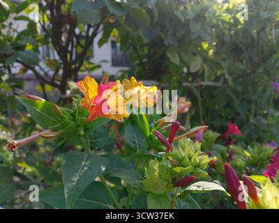 Fiori colorati fioriscono in un giardino. La scena presenta vivaci petali gialli e rossi tra le foglie verdi. La luce solare filtra attraverso le foglie. Foto Stock