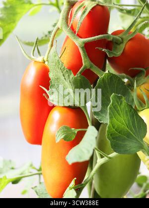 Pomodori rossi San Marzano su pianta in serra Foto Stock