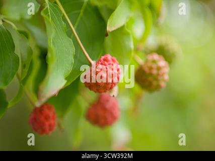 Frutti rossi brillanti della via Lattea Cornus kousa, conosciuta anche come legno di paglia giapponese, appesi tra foglie verdi a fine estate. Foto Stock